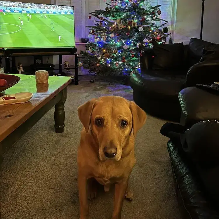 Labrador Retriever