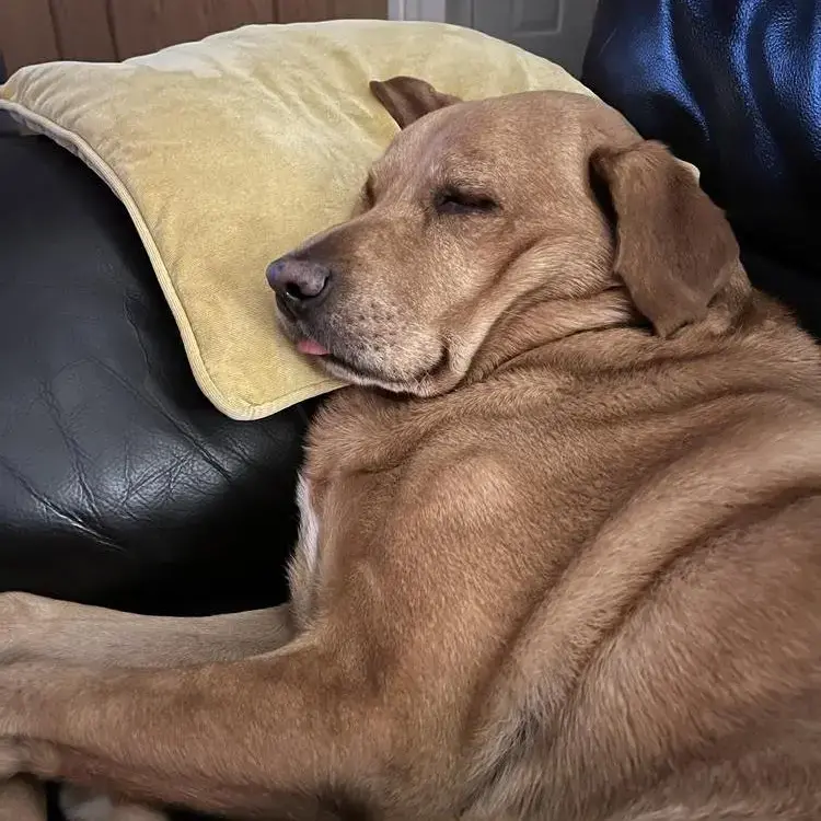 Labrador Retriever