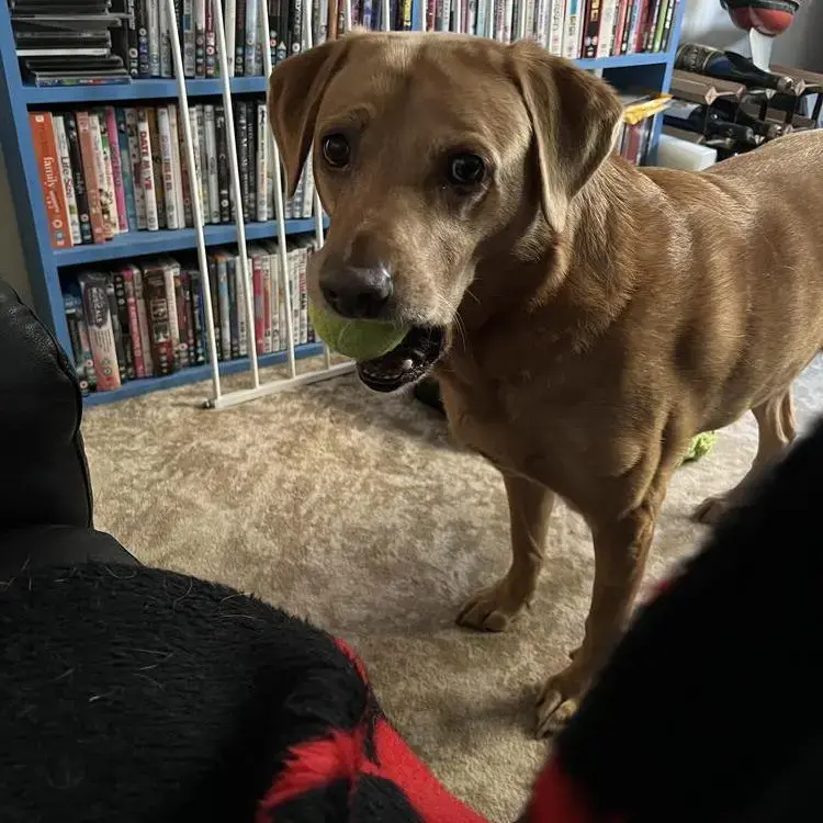 Labrador Retriever