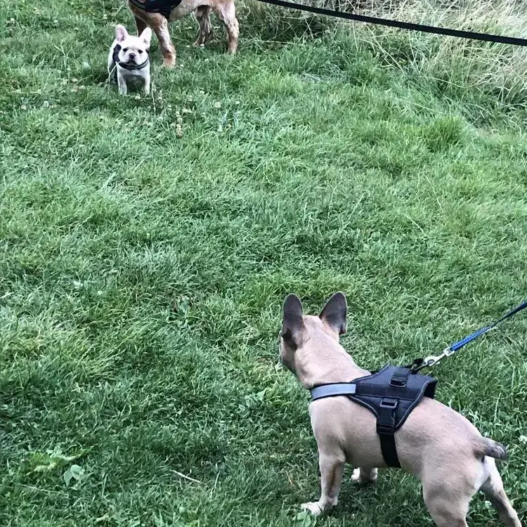 French Bulldog