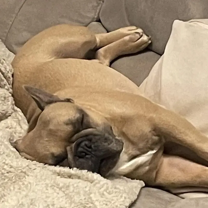 French Bulldog