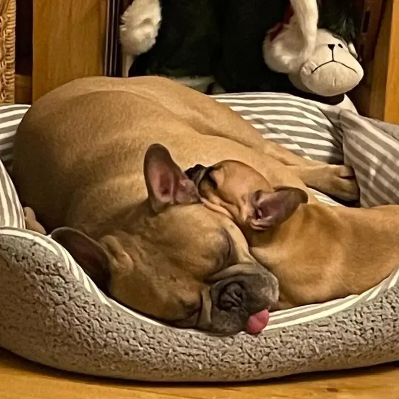 French Bulldog