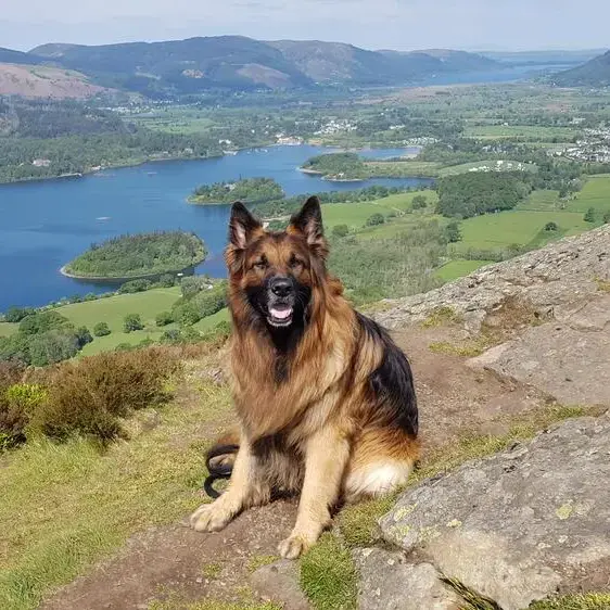 German Shepherd Dog
