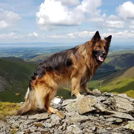German Shepherd Dog