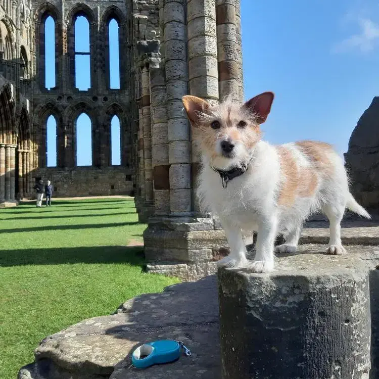 Jack Russell Terrier