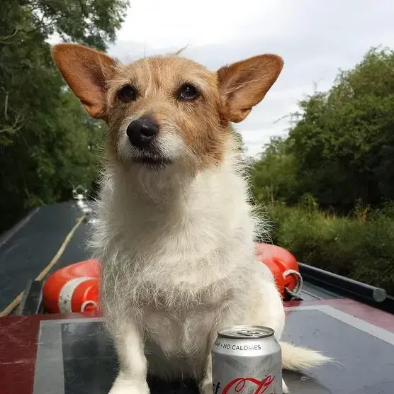 Jack Russell Terrier