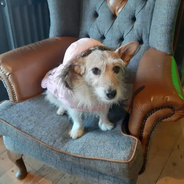 Jack Russell Terrier