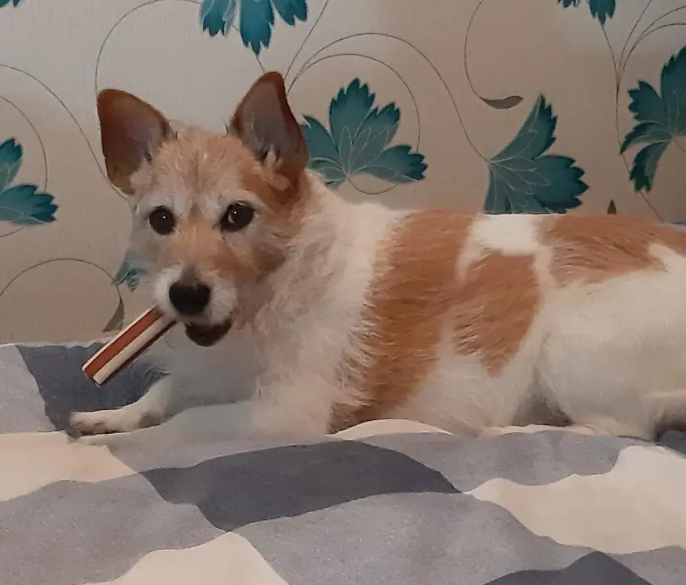 Jack Russell Terrier