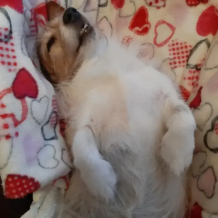 Jack Russell Terrier