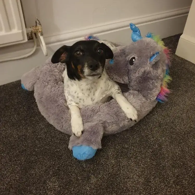 Jack Russell Terrier