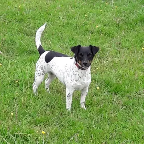 Jack Russell Terrier