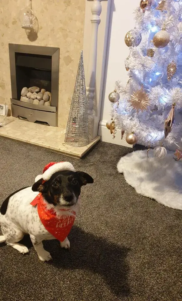 Jack Russell Terrier