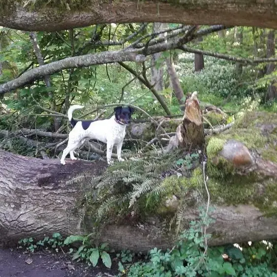 Jack Russell Terrier