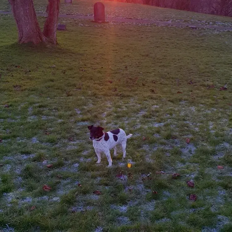 Jack Russell Terrier