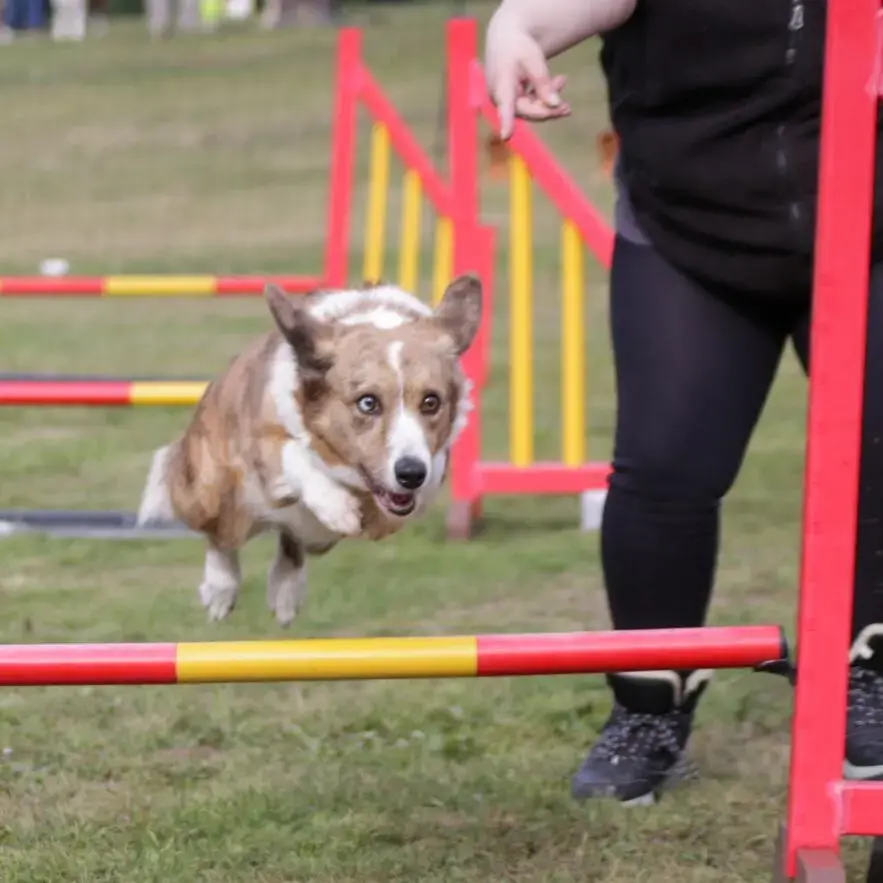 Welsh Corgi (Cardigan)