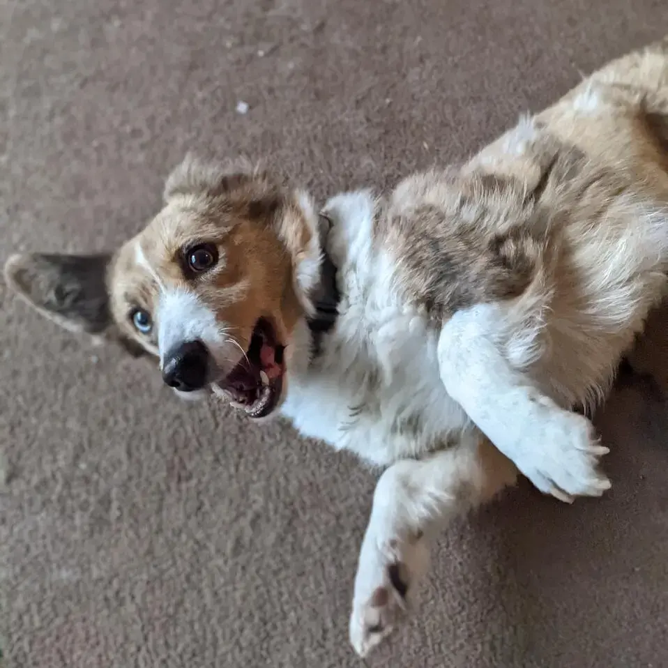 Welsh Corgi (Cardigan)