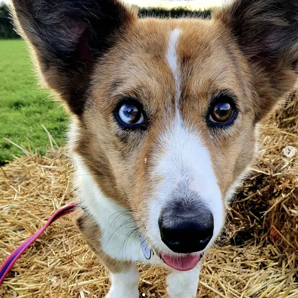 Welsh Corgi (Cardigan)