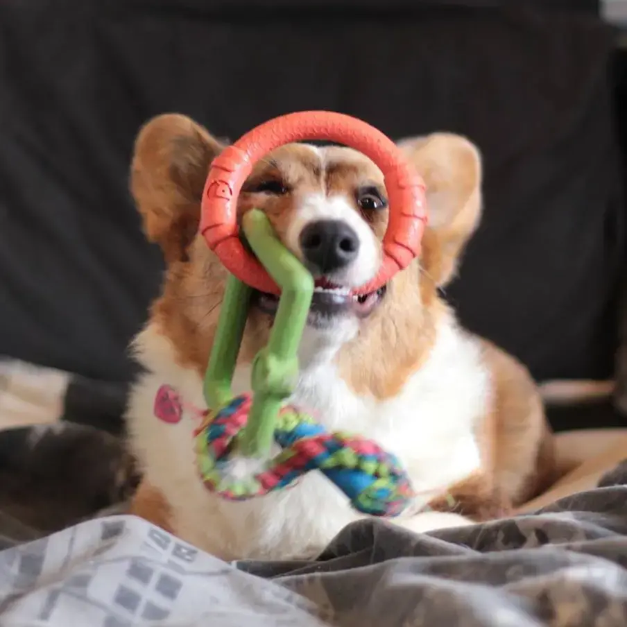 Welsh Corgi (Cardigan)