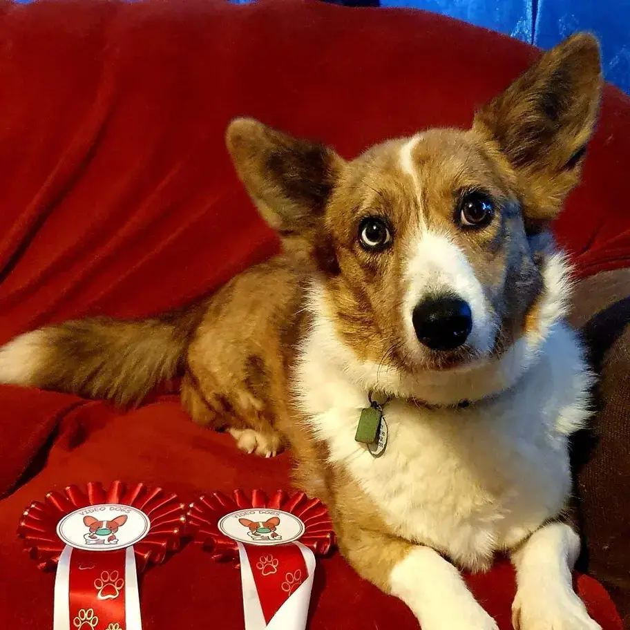 Welsh Corgi (Cardigan)