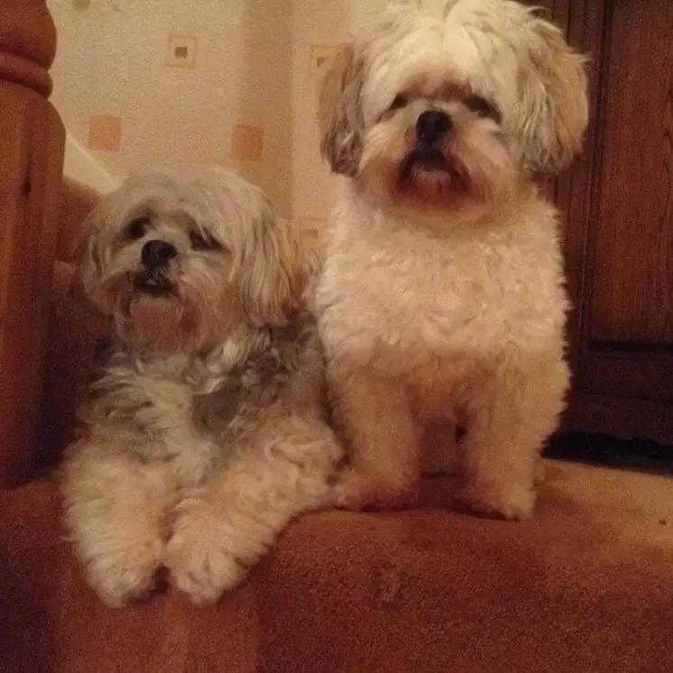 Lhasa Apso