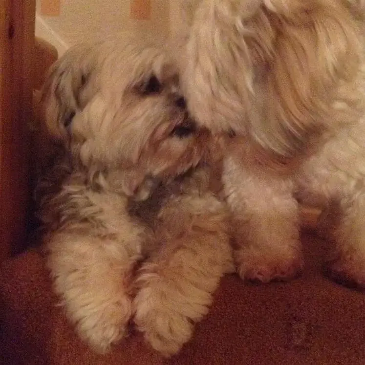 Lhasa Apso