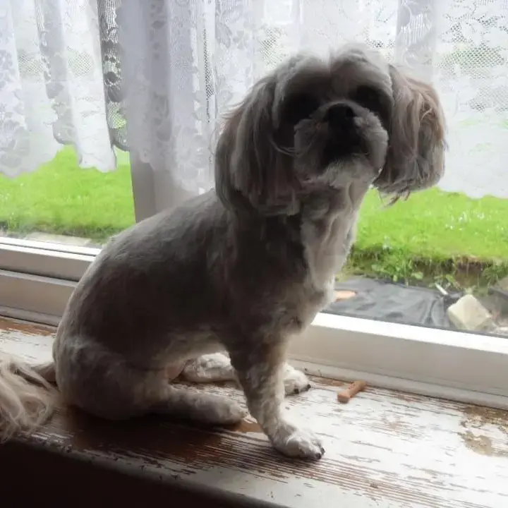Lhasa Apso