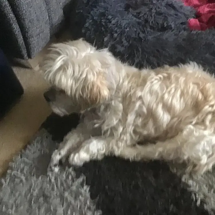 Lhasa Apso