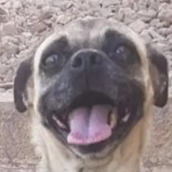 Pug