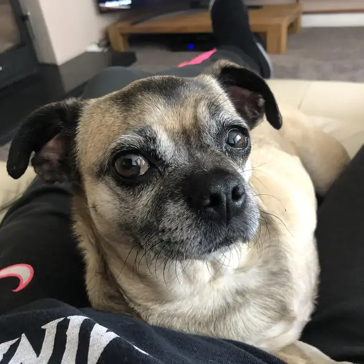 Pug