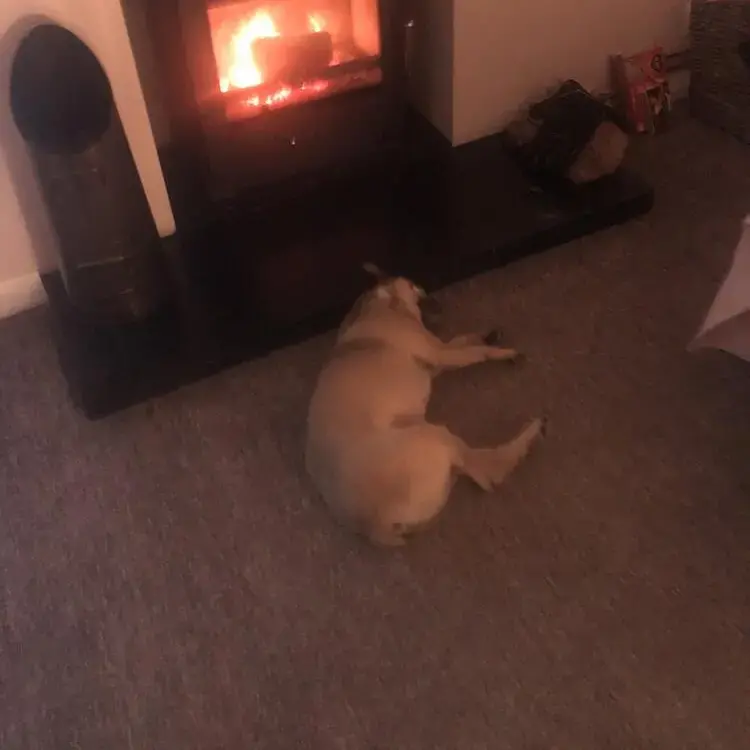 Pug