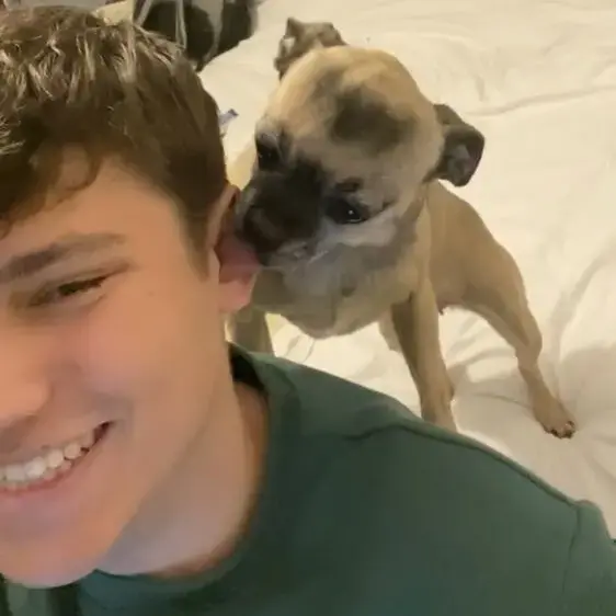 Pug