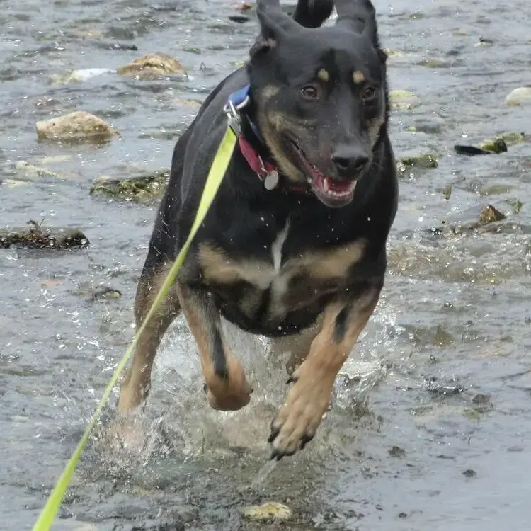 Rottweiler