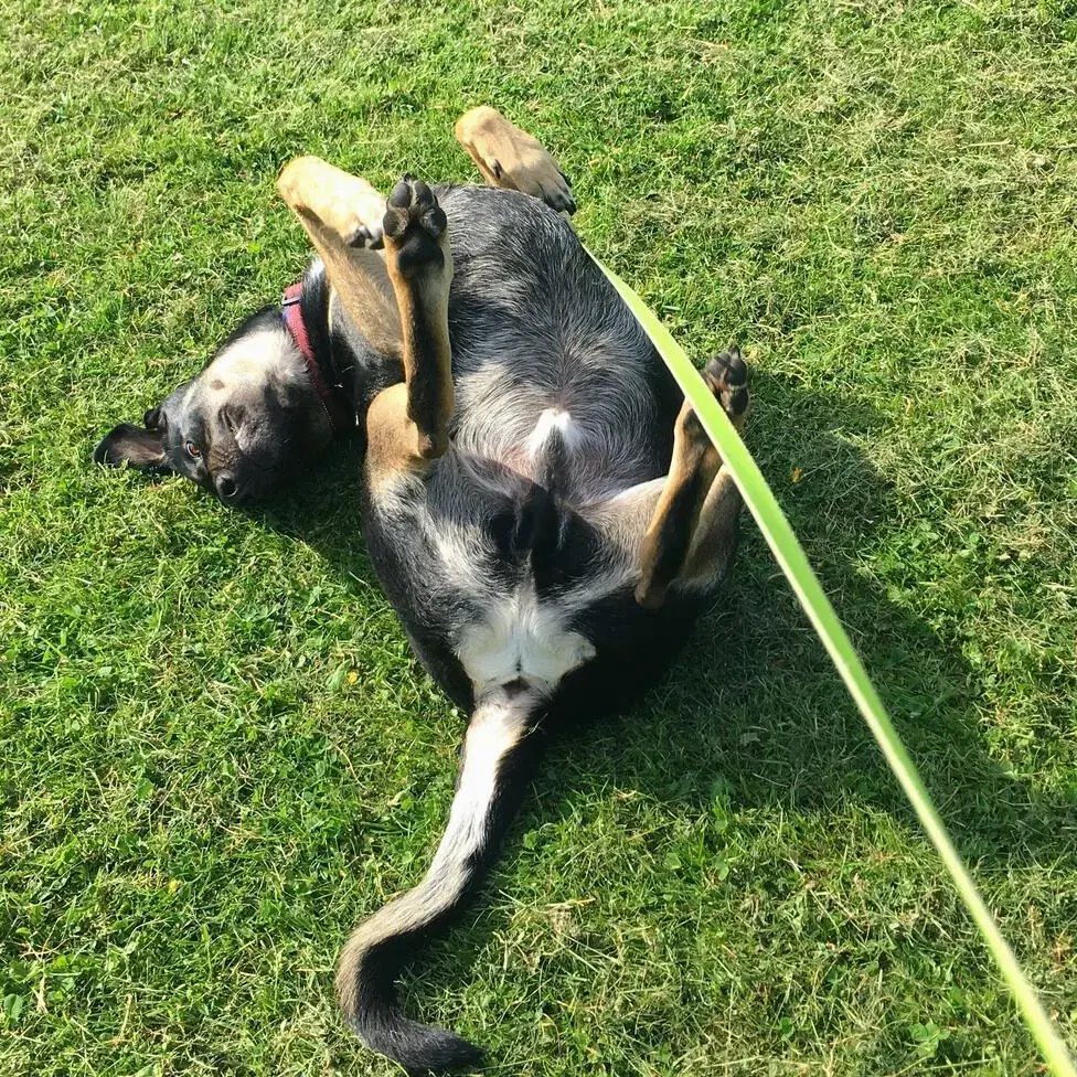 Rottweiler