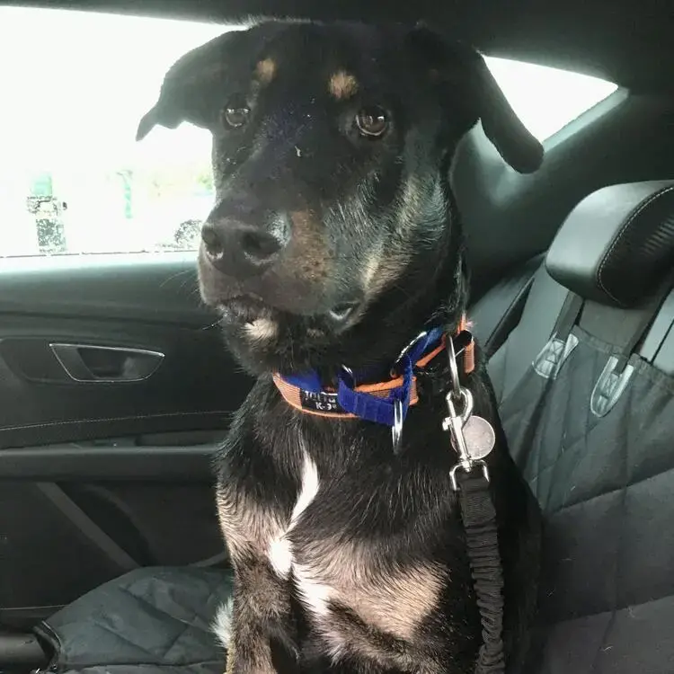Rottweiler