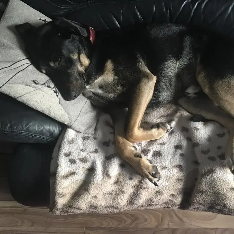 Rottweiler