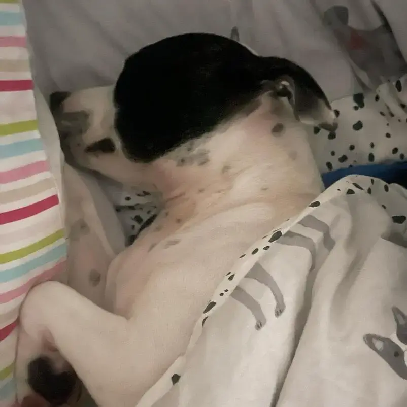 Staffordshire Bull Terrier