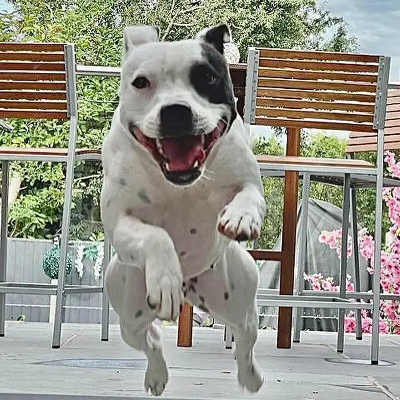 Staffordshire Bull Terrier