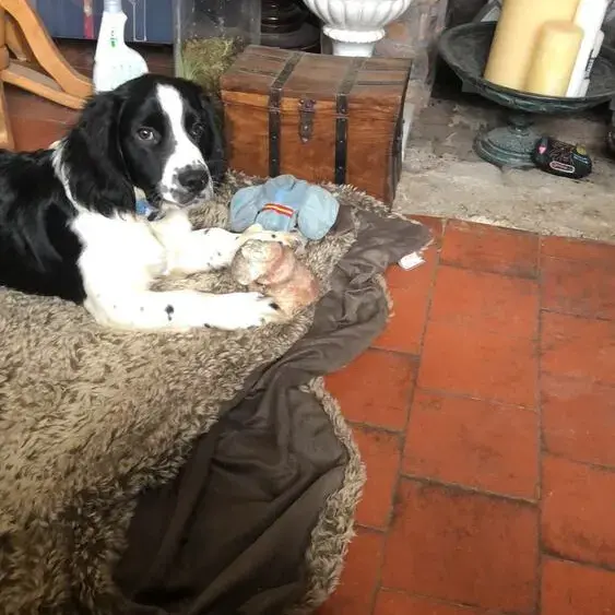 Cocker Spaniel (English)