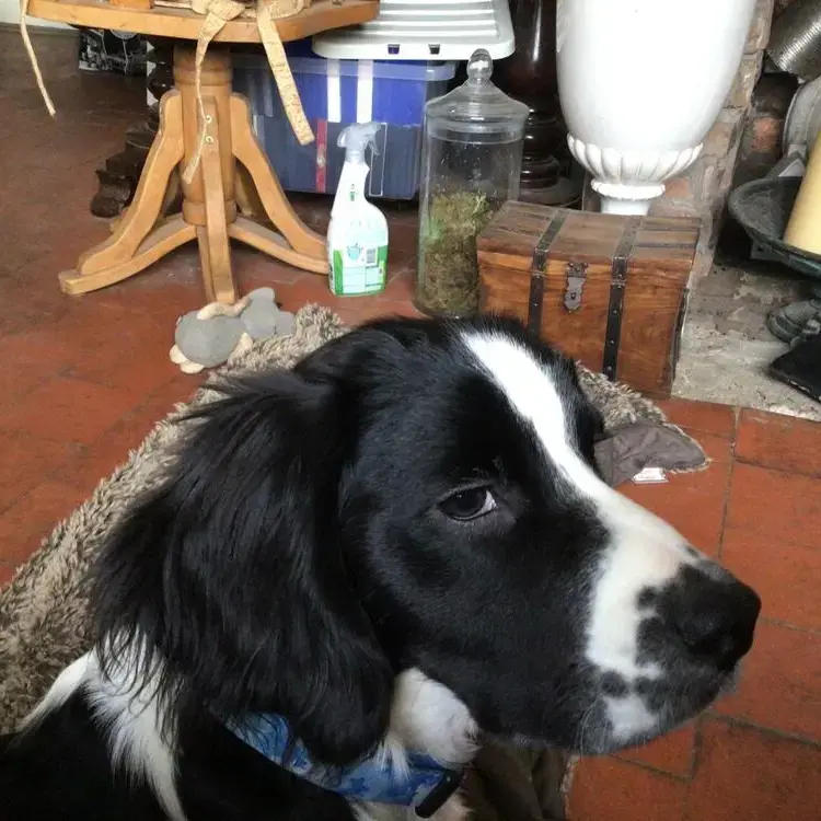 Cocker Spaniel (English)