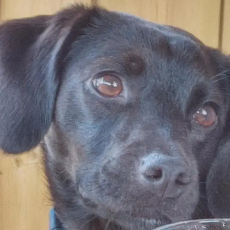 Jack Russell Terrier