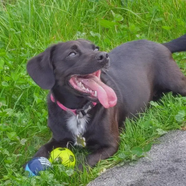 Jack Russell Terrier