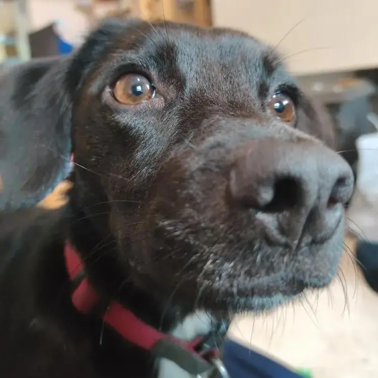 Jack Russell Terrier