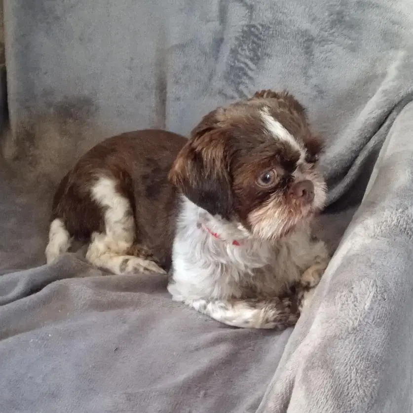 Purina shih tzu top