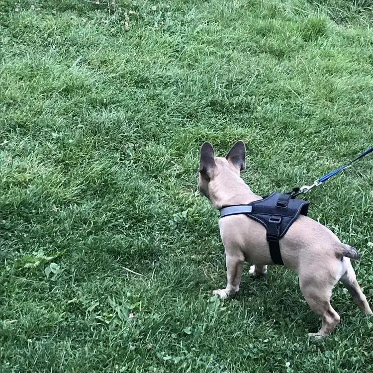 French Bulldog
