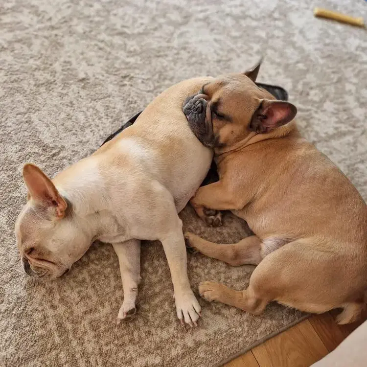 French Bulldog