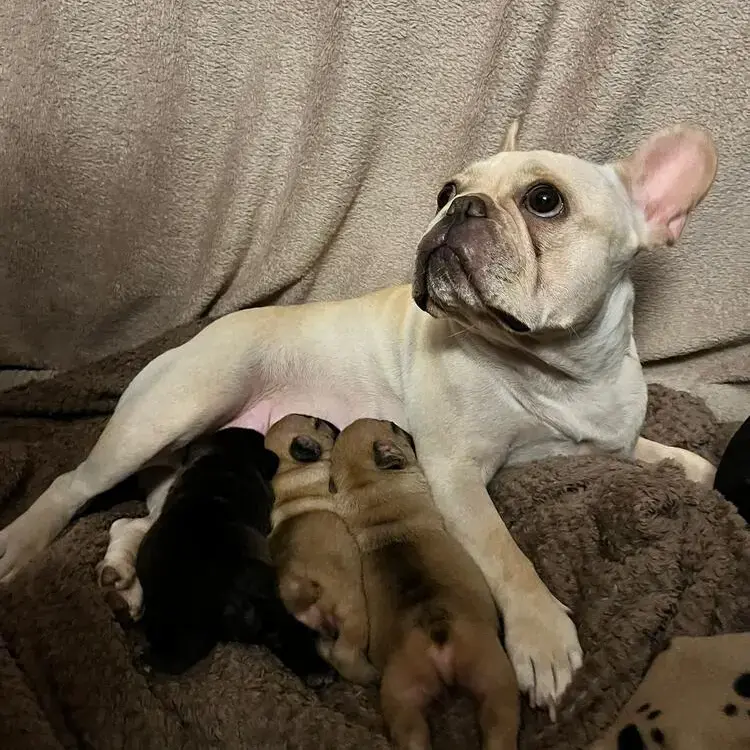 French Bulldog