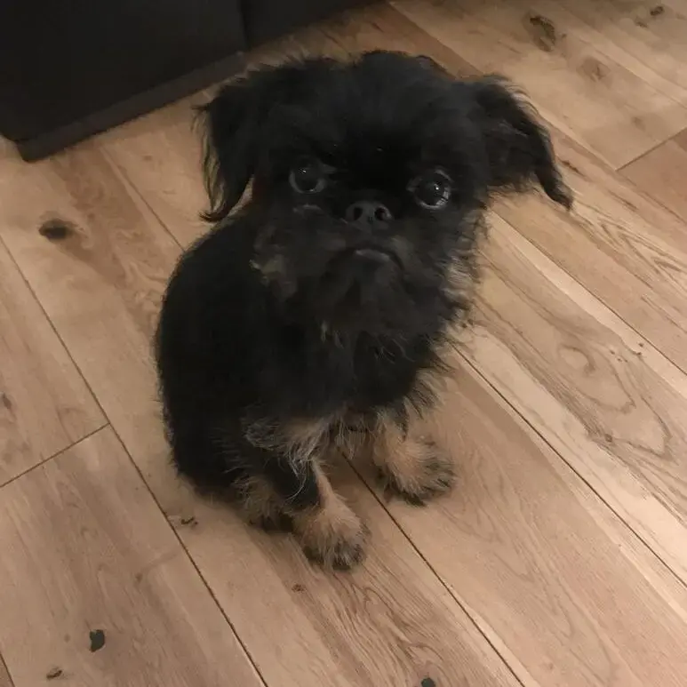 Griffon Bruxellois