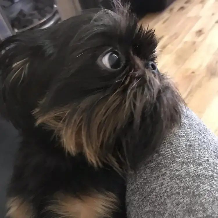 Griffon Bruxellois