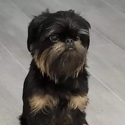Griffon Bruxellois