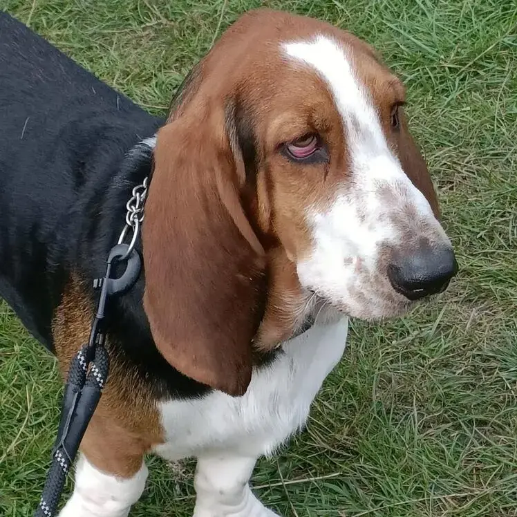 Basset Hound
